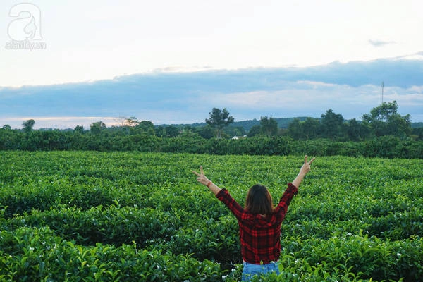 Biển Hồ chè “hút hồn” bạn bởi màu xanh tươi rói của lá chè, mênh mông và bạt ngàn. Những con đường ở đây còn thoang thoảng hương thơm của lá chè.