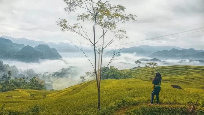 Từ trên cao, bạn phóng tầm mắt để chiêm ngưỡng biển lúa vàng ẩn hiện trong mây sớm.