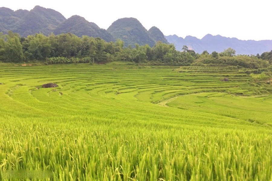 Đến Pù Luông là đến với những bản làng được bao quanh bởi ruộng bậc thang, những cánh rừng xanh rì xen lẫn dãy núi trập trùng, cùng con suối và dòng thác mát rượi. Đến Pù Luông là đến với những bản làng được bao quanh bởi ruộng bậc thang, những cánh rừng xanh rì xen lẫn dãy núi trập trùng, cùng con suối và dòng thác mát rượi.
