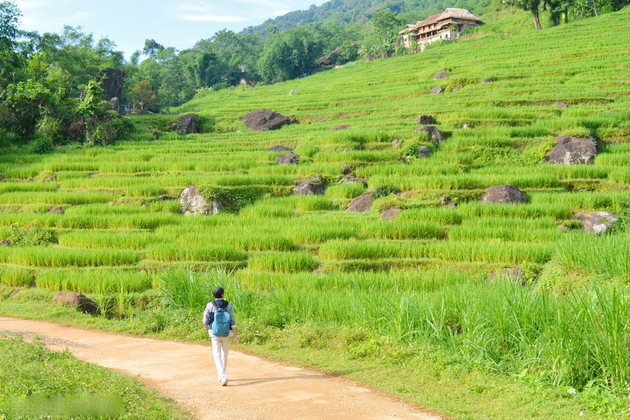 Cuối tháng 6, tất cả khu ruộng bậc thang mang một màu xanh mát. Theo người dân ở đây, khoảng 10 ngày nữa mọi thứ sẽ chuyển sang một màu vàng rực rỡ. Đó cũng là lúc Pù Luông thu hút rất nhiều khách du lịch. Cuối tháng 6, tất cả khu ruộng bậc thang mang một màu xanh mát. Theo người dân ở đây, khoảng 10 ngày nữa mọi thứ sẽ chuyển sang một màu vàng rực rỡ. Đó cũng là lúc Pù Luông thu hút rất nhiều khách du lịch.
