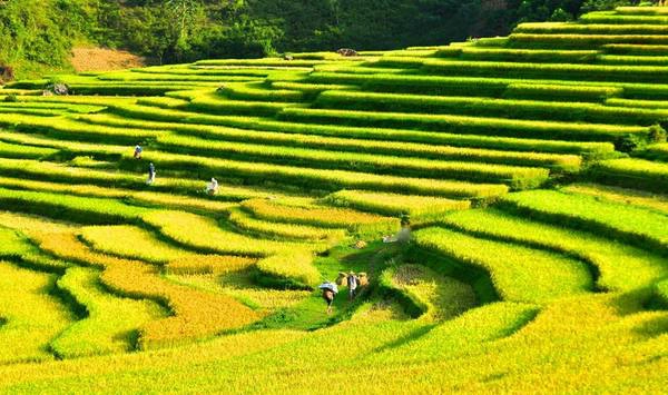 Vào mùa lúa, Pù Luông "khoác" lên mình màu áo xanh mướt khiến nhiều người mong ngóng lên đường để ngắm nhìn vẻ đẹp bình yên giữa núi rừng. Ảnh: FB PuLuong Retreat Vào mùa lúa, Pù Luông "khoác" lên mình màu áo xanh mướt khiến nhiều người mong ngóng lên đường để ngắm nhìn vẻ đẹp bình yên giữa núi rừng. Ảnh: FB PuLuong Retreat