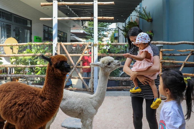 Lạc đà Alpaca được chủ quán nuôi trong chuồng rộng khoảng 30 m2, dưới nền rải cát mịn. Thức ăn của chúng là các loại rau củ quả, ngày ăn ba lần.  Khách có thể vào bên trong chơi đùa hoặc cho lạc đà ăn. "Những con vật này rất quấn người, tuy nhiên thời gian đầu còn hơi nhát nên tôi chưa thả ra ngoài quán được", anh Hòa nói.