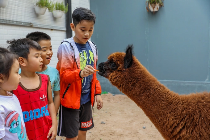 Lạc đà không bướu thu hút sự hiếu kỳ, thích thú của nhiều khách trẻ em nhất. "Lần đầu con thấy lạc đà cứ tưởng nó dữ lắm, ai ngờ rất dễ thương và ham ăn", em Đình Đình thích thú nói.