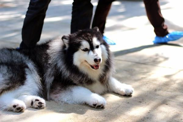 Trong hơn 20 chú chó ở đây, đa phần là giống husky xinh xắn, béo ú, khiến bất kỳ ai nhìn thấy cũng muốn vuốt ve, chụp ảnh chung. Do được huấn luyện nên chú chó nào cũng rất chuyên nghiệp, ngồi im cho khách chụp hình và sẵn sàng hợp tác trong các trò chơi. Trong hơn 20 chú chó ở đây, đa phần là giống husky xinh xắn, béo ú, khiến bất kỳ ai nhìn thấy cũng muốn vuốt ve, chụp ảnh chung. Do được huấn luyện nên chú chó nào cũng rất chuyên nghiệp, ngồi im cho khách chụp hình và sẵn sàng hợp tác trong các trò chơi.