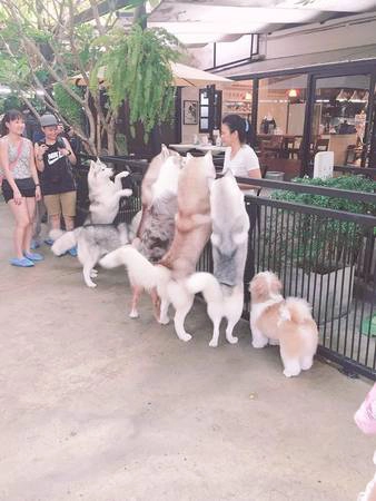 Đến giờ ăn, chú chó nào cũng trở nên ngoan ngoãn để được chia phần nhiều. Ảnh: Ngọc Loan Đến giờ ăn, chú chó nào cũng trở nên ngoan ngoãn để được chia phần nhiều. Ảnh: Ngọc Loan