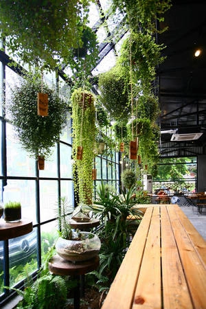 Những loại cây ở giàn treo là vạn niên thanh, chuỗi ngọc, tổ yến luôn xanh mướt. Nhờ hai bề vách kính và một phần mái kính nên quán luôn tràn ngập ánh sáng tự nhiên, cây cối cũng vì vậy mà luôn tươi tốt. Những loại cây ở giàn treo là vạn niên thanh, chuỗi ngọc, tổ yến luôn xanh mướt. Nhờ hai bề vách kính và một phần mái kính nên quán luôn tràn ngập ánh sáng tự nhiên, cây cối cũng vì vậy mà luôn tươi tốt.