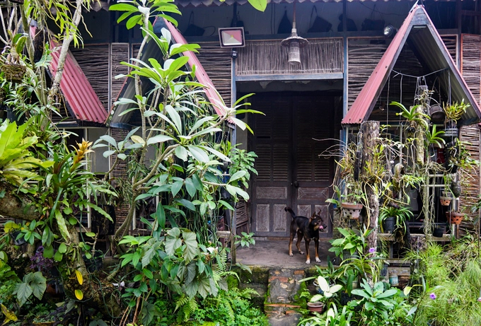 "Quán mở cách đây 25 năm trong khu vườn rộng 1.000 m2 của gia đình. Sau đó, chúng tôi trồng thêm nhiều loại cây hoa để tạo ra không gian như vùng núi rừng Tây Nguyên. Ban đầu, quán chỉ là cà phê vườn rồi dần dần được trang trí như hiện tại", bà Cẩm (chủ quán) cho biết. "Quán mở cách đây 25 năm trong khu vườn rộng 1.000 m2 của gia đình. Sau đó, chúng tôi trồng thêm nhiều loại cây hoa để tạo ra không gian như vùng núi rừng Tây Nguyên. Ban đầu, quán chỉ là cà phê vườn rồi dần dần được trang trí như hiện tại", bà Cẩm (chủ quán) cho biết.