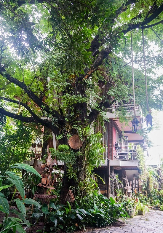 Nổi bật trong quán là hai cây me gần trăm tuổi với dây leo chằng chịt, tạo nên vẻ hoang sơ. Nổi bật trong quán là hai cây me gần trăm tuổi với dây leo chằng chịt, tạo nên vẻ hoang sơ.