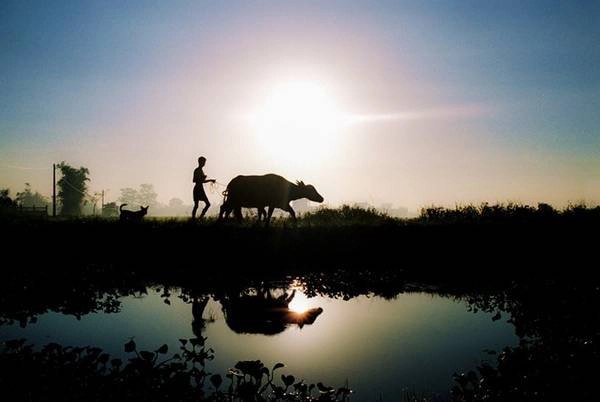 Một thanh niên dắt trâu ra đồng, theo sau là con chó của gia đình. Ở đây, chó là loài động vật thân thiết, giúp chủ trông cả gia súc, gia cầm. Một thanh niên dắt trâu ra đồng, theo sau là con chó của gia đình. Ở đây, chó là loài động vật thân thiết, giúp chủ trông cả gia súc, gia cầm.
