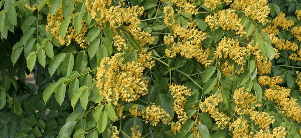 Hoa padauk (Pterocarpus indicus)