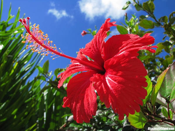 Hoa râm bụt (hibiscus rosa-sinensis)