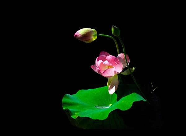 Hoa sen (nelumbo nucifera)