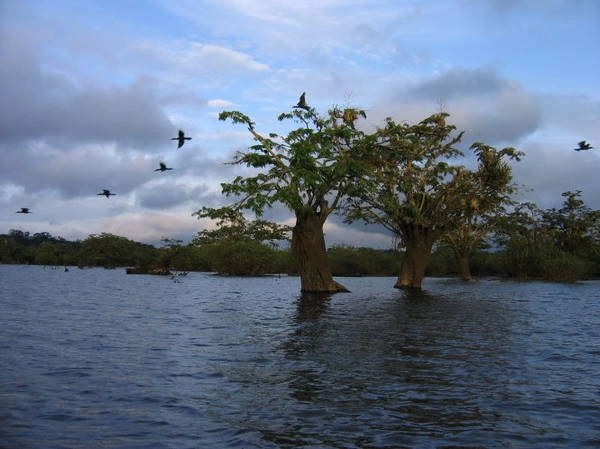 Công viên quốc gia Cuyabeno thuộc vùng Amazon ở địa phận Ecuador là khu rừng ngập nước - Ảnh: flickr Công viên quốc gia Cuyabeno thuộc vùng Amazon ở địa phận Ecuador là khu rừng ngập nước - Ảnh: flickr