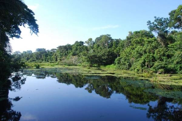 Một góc rừng Amazon thuộc địa phận Puerto Maldonado - Ảnh: mygola Một góc rừng Amazon thuộc địa phận Puerto Maldonado - Ảnh: mygola