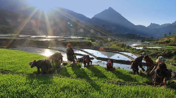 Người dân tộc Mông, Dao đang chuẩn bị mạ để gieo cấy.