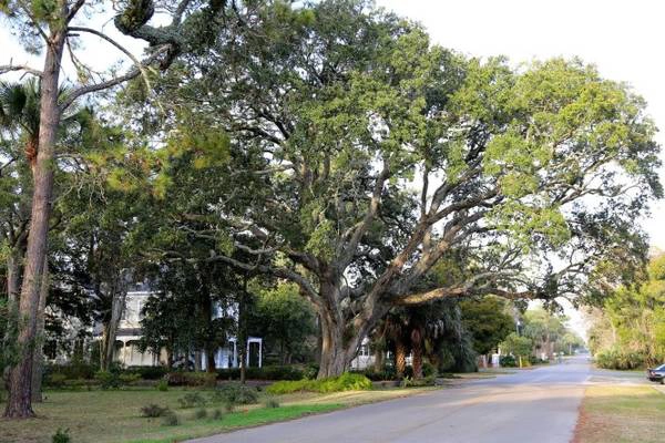 Những hàng cây sống sót sau các cơn bão dữ ở Apalachicola - Ảnh: sweetsoutherndays
