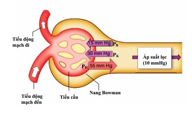 Quá trình lọc ở cầu thận