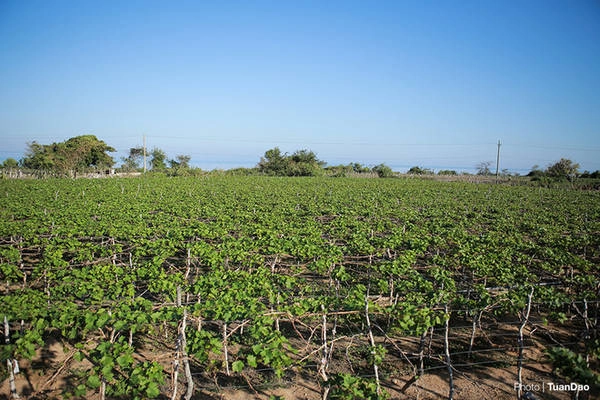 Nho Phan Rang (Ninh Thuận) từ lâu đã nổi tiếng khắp Việt Nam, được trồng dọc hai bên đường từ biển Ninh Chữ đến vịnh Vĩnh Hy. Nho được trồng quanh năm, mỗi năm có 3 vụ. Nho Phan Rang (Ninh Thuận) từ lâu đã nổi tiếng khắp Việt Nam, được trồng dọc hai bên đường từ biển Ninh Chữ đến vịnh Vĩnh Hy. Nho được trồng quanh năm, mỗi năm có 3 vụ.