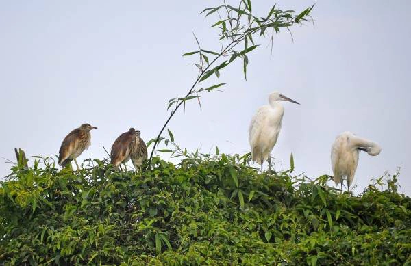 Cò trắng trên đảo Chi Lăng Nam