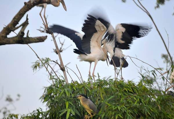 Cò trắng trên đảo Chi Lăng Nam