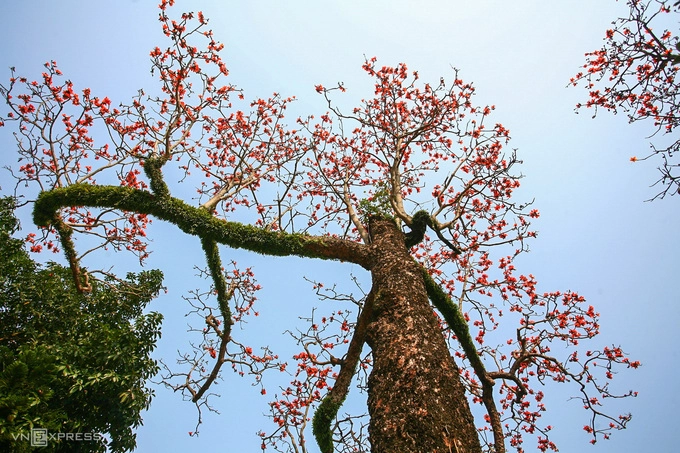 Theo Đông y, toàn bộ cây gạo được sử dụng làm thuốc với tác dụng thanh nhiệt, giải độc. Riêng hoa được sử dụng chữa nhiều bệnh như viêm loét dạ dày, tá tràng.