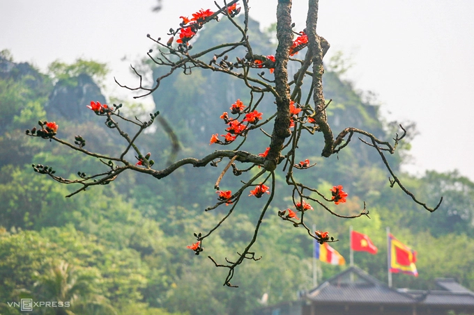 Trong mùa hoa, cây rụng hết lá, chỉ có những bông hoa đỏ rực trên cành, nổi bật trên nền xanh của núi. Cây gạo tại đây được cho là đặc biệt hơn bởi có cành hoa rủ xuống.