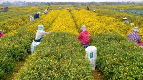 Người dân tập trung thu hoạch hoa cúc - Ảnh: N.P.Huệ Người dân tập trung thu hoạch hoa cúc - Ảnh: N.P.Huệ