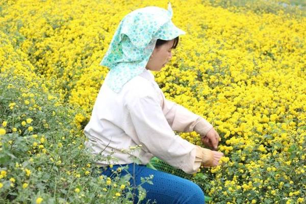Cắt hoa về làm thuốc - Ảnh: N.P.Huệ Cắt hoa về làm thuốc - Ảnh: N.P.Huệ