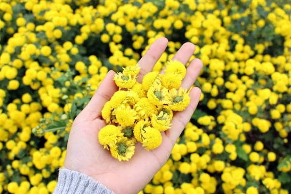 Những bông hoa xinh xắn cũng là vị thuốc - Ảnh: N.P.Huệ Những bông hoa xinh xắn cũng là vị thuốc - Ảnh: N.P.Huệ