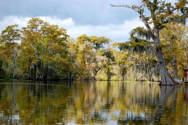 Rêu Tây Ban Nha, một loài thực vật điển hình ở rừng bayou - Ảnh: wiki