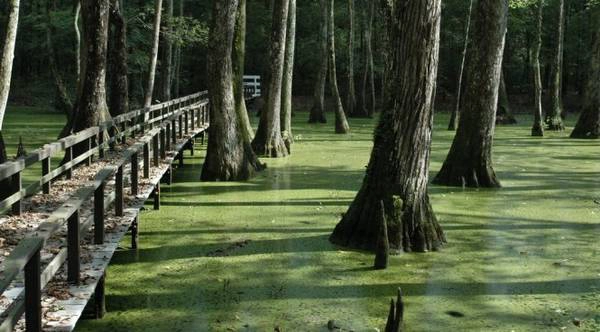 Một lối đi xuyên rừng bayou - Ảnh: panoramio