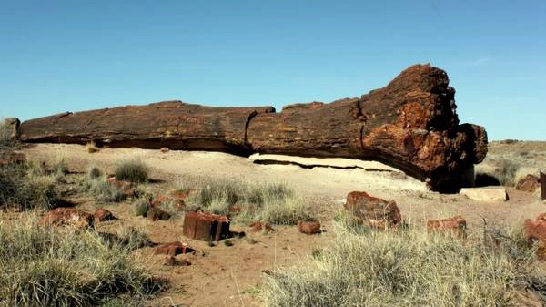 Giant Logs là nơi có nhiều thân cây hóa thạch lớn nhất công viên - Ảnh: wp