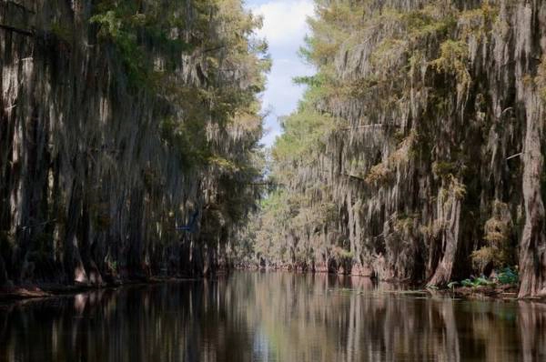 Rừng ở hồ Caddo tại bang Texas - Ảnh: flickr