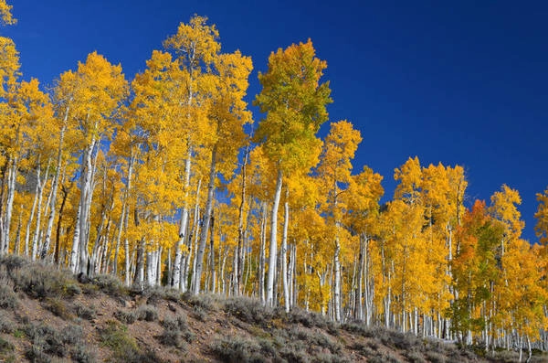 Cụm Pando ở bang Utah- Ảnh: wp