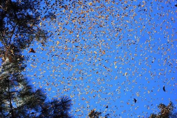 Bướm nhỏ bắt đầu di chuyển từ những nơi như Toronto, Winnipeg hoặc Detroit. Và đến nay vẫn chưa lý giải được bằng cách nào mà hàng triệu con bướm có thể cùng tụ hợp lại ở Mexico. 