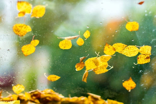 Mùa thu là quãng thời gian giao giữa hai mùa chính hè và đông, nhưng không vì thế mà kém quan trọng. Màu lá thu được xem như một sứ giả, cất lên lời tiễn biệt đầy sầu nhớ những ngày hè đầy nắng và nhắc nhở về mùa đông lạnh giá, tối tăm sắp đến.