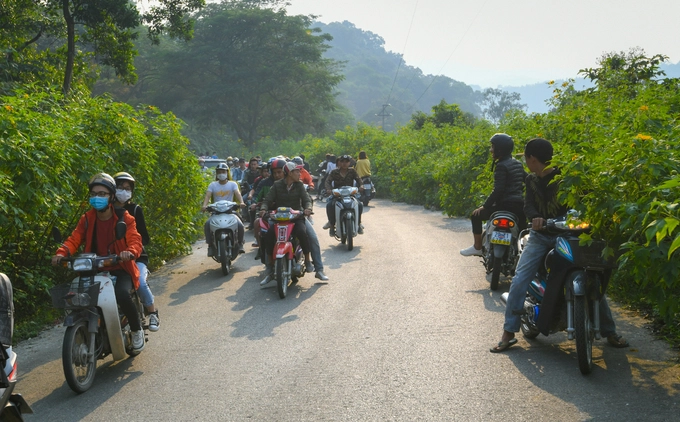 Cuối tháng 10 hàng năm, hoa dã quỳ ở vườn quốc gia Ba Vì đồng loạt khoe sắc khắp hai bên đường đi và sườn núi, thu hút rất nhiều khách du lịch đến tham quan. Trong hai ngày 3 và 4/11, tình trạng ùn tắc do quá đông khách diễn ra ngay từ cổng soát vé.