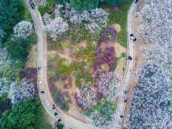 Từ tháng giêng đến tháng ba hàng năm, Chaoshan Scenic Spot như được khoác một tấm áo mới, trắng muốt, mềm mại, tinh khôi màu hoa mận. Những hình ảnh tuyệt đẹp này được chụp vào ngày 4/2.