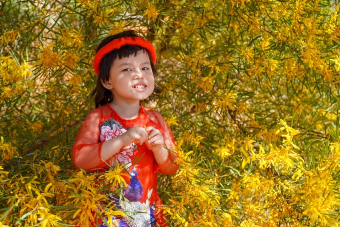 Bé Ken (5 tuổi, TP Phan Thiết) được mẹ khoác áo mới, tạo dáng giữa những chùm hoa vàng. "Như truyền thống, cứ đến mùa hoa nở, gia đình tôi đều ra đây chụp hình và chiêm ngưỡng nét đẹp quê mình", chị Mộc Miên, mẹ bé Ken, nói.