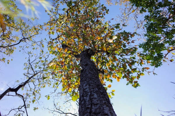Tháng 12 là thời điểm đẹp nhất của rừng khộp khi những tán lá cây chuyển màu rực rỡ