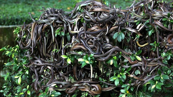 Rắn chất cao như núi