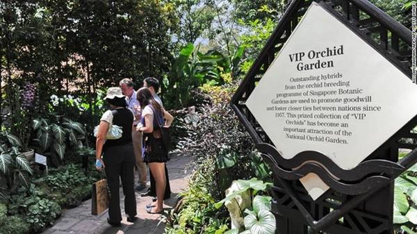 Nằm trong khuôn viên Vườn thực vật, Vườn phong lan quốc gia có một trong những bộ sưu tập phong lan lớn nhất thế giới, với hơn 450 loài. Khu VIP có những loài lai tạo được đặt tên theo các ngôi sao và nguyên thủ quốc gia từng tới thăm Singapore. Nằm trong khuôn viên Vườn thực vật, Vườn phong lan quốc gia có một trong những bộ sưu tập phong lan lớn nhất thế giới, với hơn 450 loài. Khu VIP có những loài lai tạo được đặt tên theo các ngôi sao và nguyên thủ quốc gia từng tới thăm Singapore.