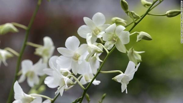 Loài phong lan này được đặt theo tên Công nương Diana quá cố. Các nguyên thủ và người nổi tiếng thường được mời đến dự lễ đặt tên tại vườn. Loài phong lan này được đặt theo tên Công nương Diana quá cố. Các nguyên thủ và người nổi tiếng thường được mời đến dự lễ đặt tên tại vườn.