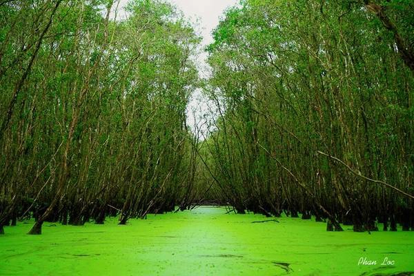 Ngồi trên xuồng, ai cũng trầm trồ trước vẻ đẹp của khu rừng với bốn bề được bao phủ bởi màu xanh mơn mởn của những lớp bèo che kín mặt nước, và của những hàng cây tràm, tạo nên một bức tranh miền Tây tươi mát, đẹp ngỡ ngàng.