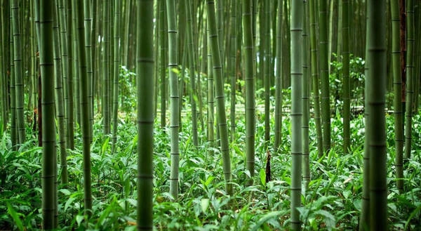 Rung tre hang trieu cay thang tap o Nhat Ban hinh anh 4 Rừng tre Sagano có từ rất lâu và sớm trở thành điểm đến của nhiều người dân Nhật Bản xưa. Ngay từ thời Heian (794-1185), giới thương nhân quý tộc đã chọn đây là điểm nghỉ dưỡng yêu thích. Ảnh: Charismatic Planet.