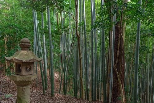 Khu rừng tre gần đền thờ Iwashimizu Hachimangu ở Kyoto. Tre từ khu vực này đã được sử dụng để làm dây tóc cho những bóng đèn đầu tiên. Ảnh: mTaira.