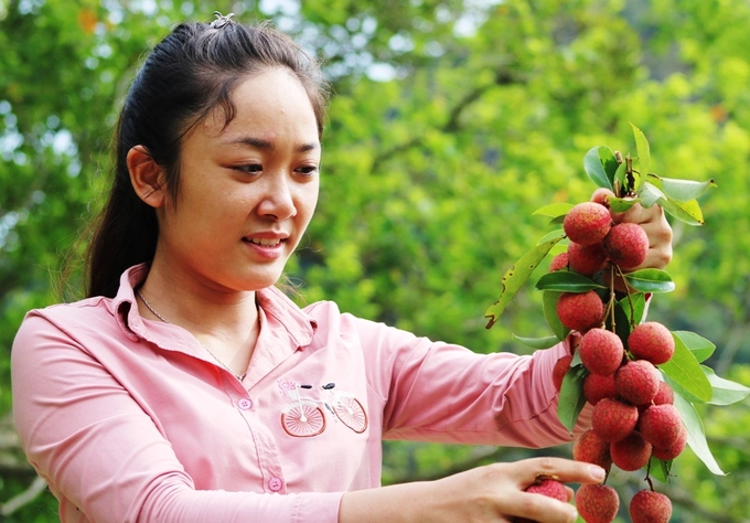 Cũng theo ông Say, ngày đó lãnh đạo lâm trường cho hay, đây là giống vải thiều Thanh Hà (Hải Dương) được trồng vào những thập niên 60. Do điều kiện khí hậu và thổ nhưỡng tốt, cây vải phát triển mạnh và cho trái quanh năm. Trái vải Cát Bà to, khi chín vỏ có màu đỏ thẫm như vải thiều của vùng Lục Ngạn (Bắc Giang) và có vị ngọt rất đặc trưng, được nhiều du khách thích thú. Cũng theo ông Say, ngày đó lãnh đạo lâm trường cho hay, đây là giống vải thiều Thanh Hà (Hải Dương) được trồng vào những thập niên 60. Do điều kiện khí hậu và thổ nhưỡng tốt, cây vải phát triển mạnh và cho trái quanh năm. Trái vải Cát Bà to, khi chín vỏ có màu đỏ thẫm như vải thiều của vùng Lục Ngạn (Bắc Giang) và có vị ngọt rất đặc trưng, được nhiều du khách thích thú.