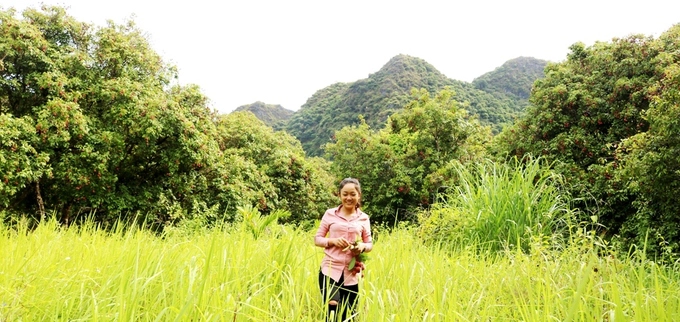 Theo Ban quản lý vườn quốc gia Cát Bà, rừng vải được lâm trường Cát Bà trồng thành 2 đợt theo chỉ đạo của thành phố Hải Phòng. Đợt 1 vào năm 1968 và đợt 2 vào năm 1972. Bốn năm sau, UBND thành phố Hải Phòng cho lâm trường giải thể, toàn bộ khu rừng, bao gồm cả rừng vải được bàn giao cho Vườn quốc gia Cát Bà. Kể từ đó, cây vải phát triển tự nhiên, ít bị tác động của con người. Theo Ban quản lý vườn quốc gia Cát Bà, rừng vải được lâm trường Cát Bà trồng thành 2 đợt theo chỉ đạo của thành phố Hải Phòng. Đợt 1 vào năm 1968 và đợt 2 vào năm 1972. Bốn năm sau, UBND thành phố Hải Phòng cho lâm trường giải thể, toàn bộ khu rừng, bao gồm cả rừng vải được bàn giao cho Vườn quốc gia Cát Bà. Kể từ đó, cây vải phát triển tự nhiên, ít bị tác động của con người.