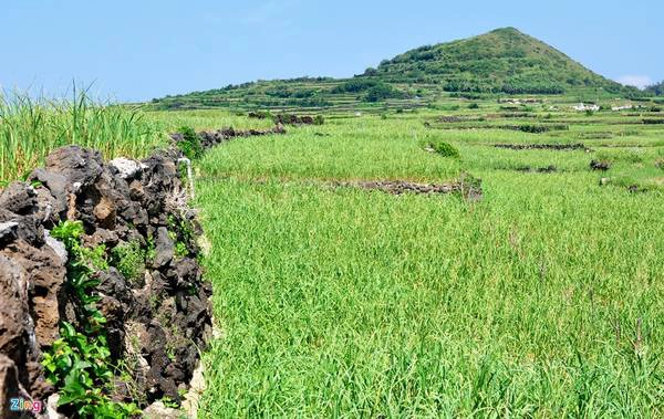 Những phiến đá trầm tích núi lửa nằm vương vãi khắp nơi được người dân đảo Lý Sơn gom nhặt, xếp chồng lên nhau, tạo bờ đá ngoằn ngoèo và những thửa ruộng bậc thang ở thôn Đông, xã An Vĩnh (huyện đảo Lý Sơn).