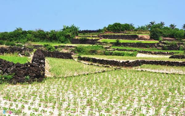 Bờ đá trầm tích núi lửa hình zig zag tạo nên thửa ruộng bậc thang độc đáo ở xã đảo An Bình (đảo Bé), huyện đảo Lý Sơn.